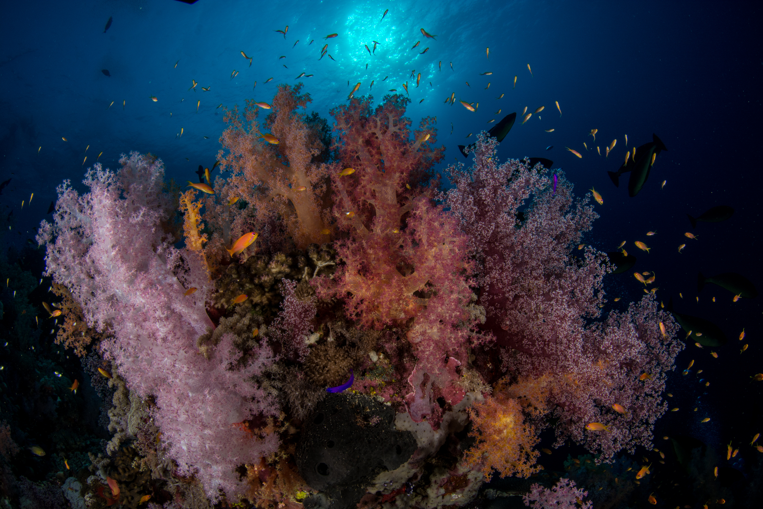 marsa shagra coral